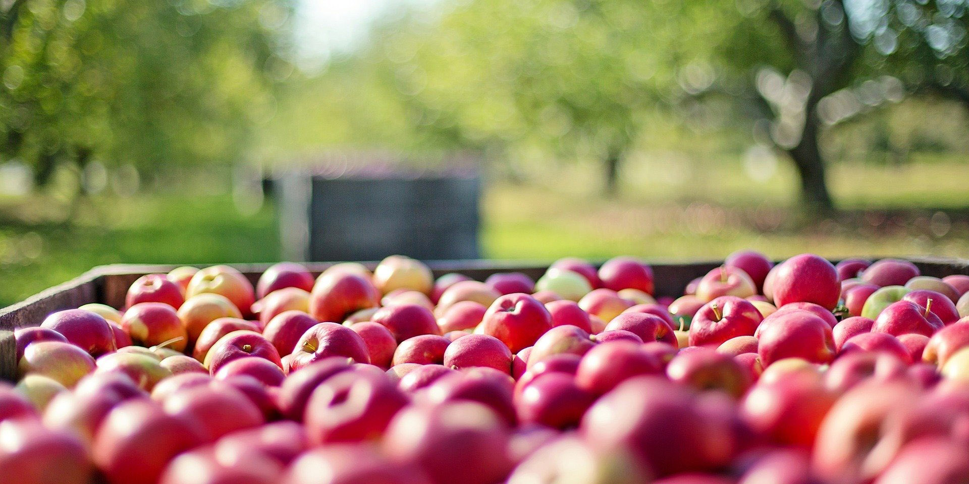 /images/AAS/slideshow/apples.jpg