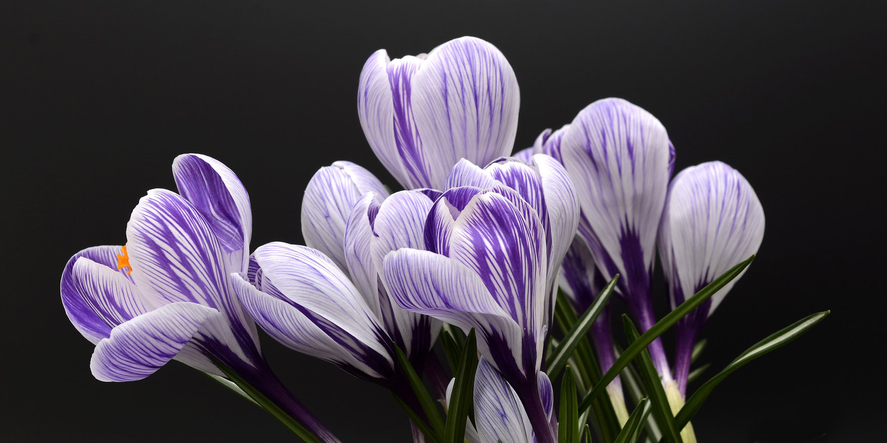 /images/AAS/slideshow/crocus.jpg