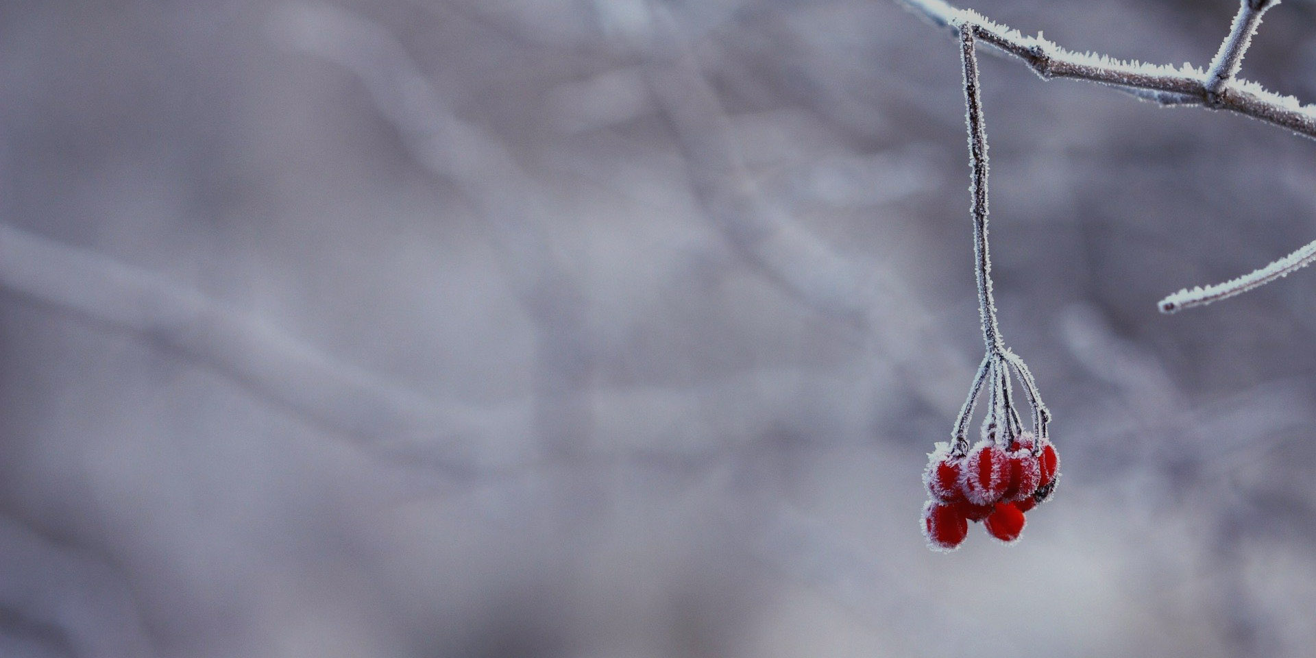 /images/AAS/slideshow/frozen.jpg